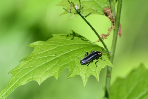 Réf. 257 546 : Cantharis sp.